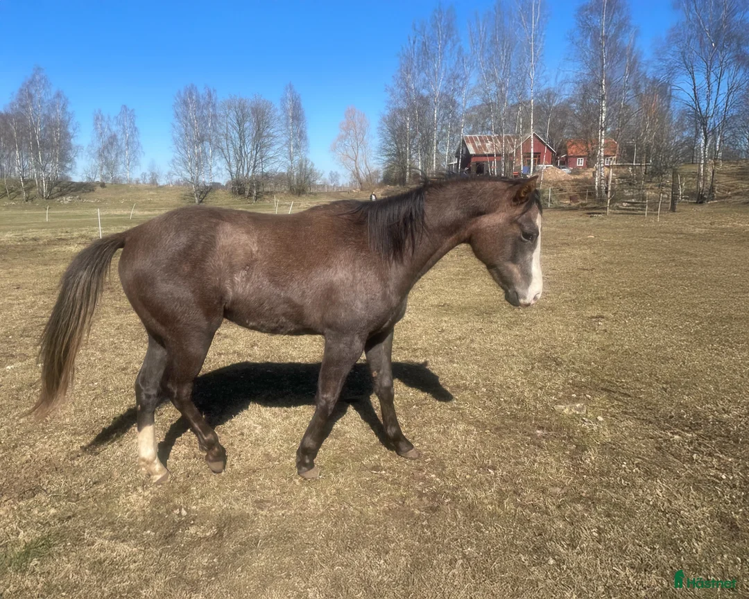 Western hästar till salu: Pleasure/hunter/allround. Oslipad diamant - Annons 1