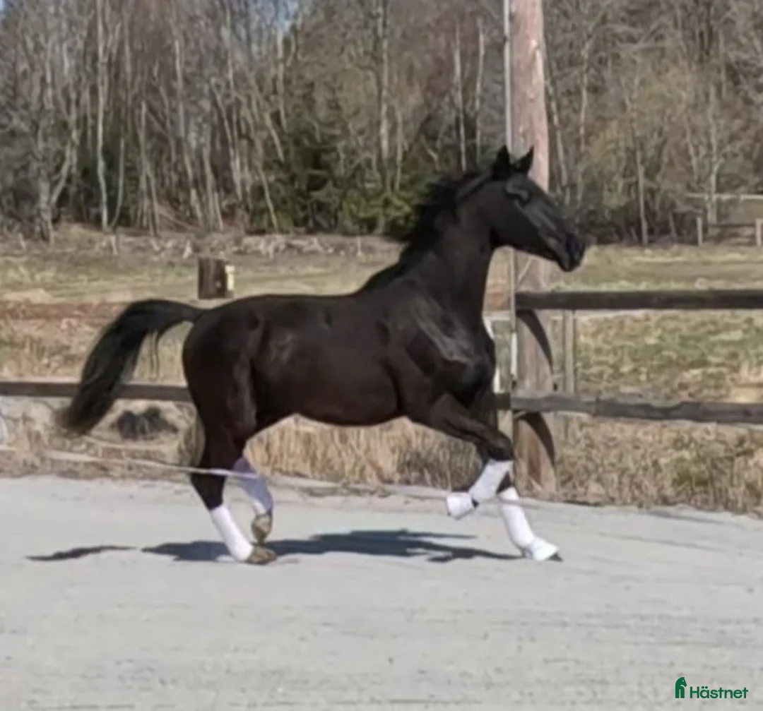 Dressyr hästar till salu: Trevlig 2 åring - Annons 1