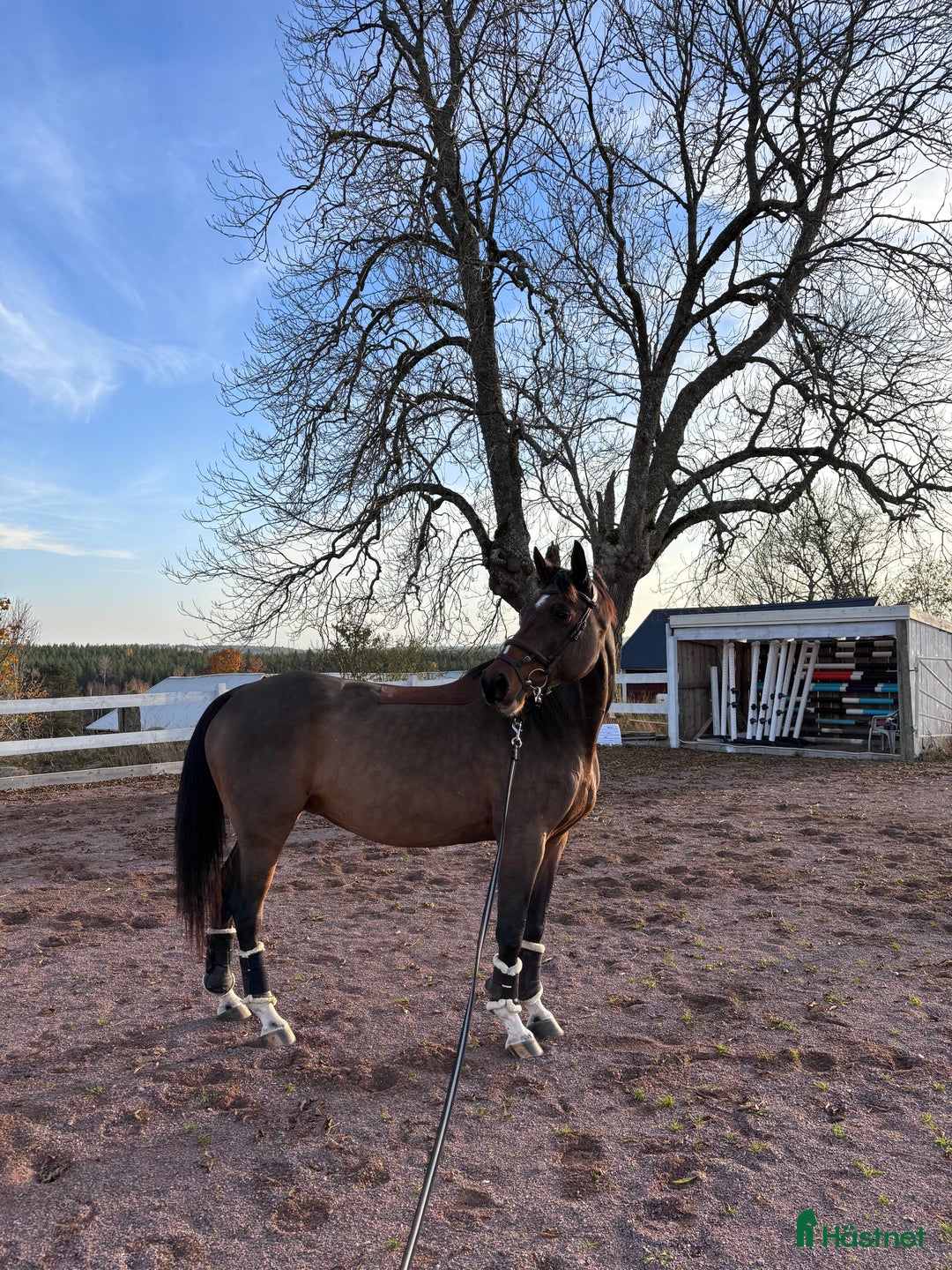 Avelshästar hästar till salu: Trevligt sto till avel🐴 i Vimmerby - Annons 3