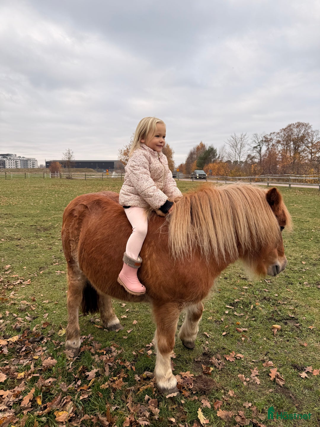 Sällskap hästar till salu: Shetlandsponny Mamma&dotter i Båstad - Annons 3