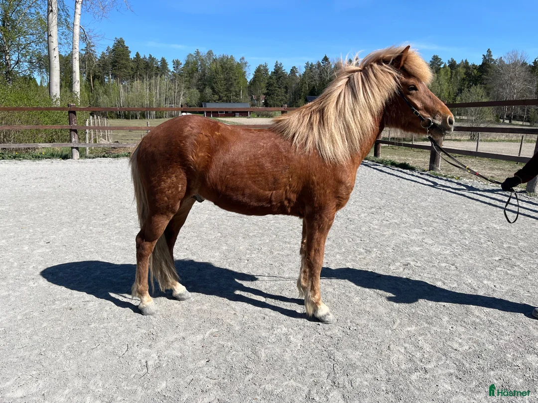 Island hästar till salu: Fjalar från Näset - Annons 2