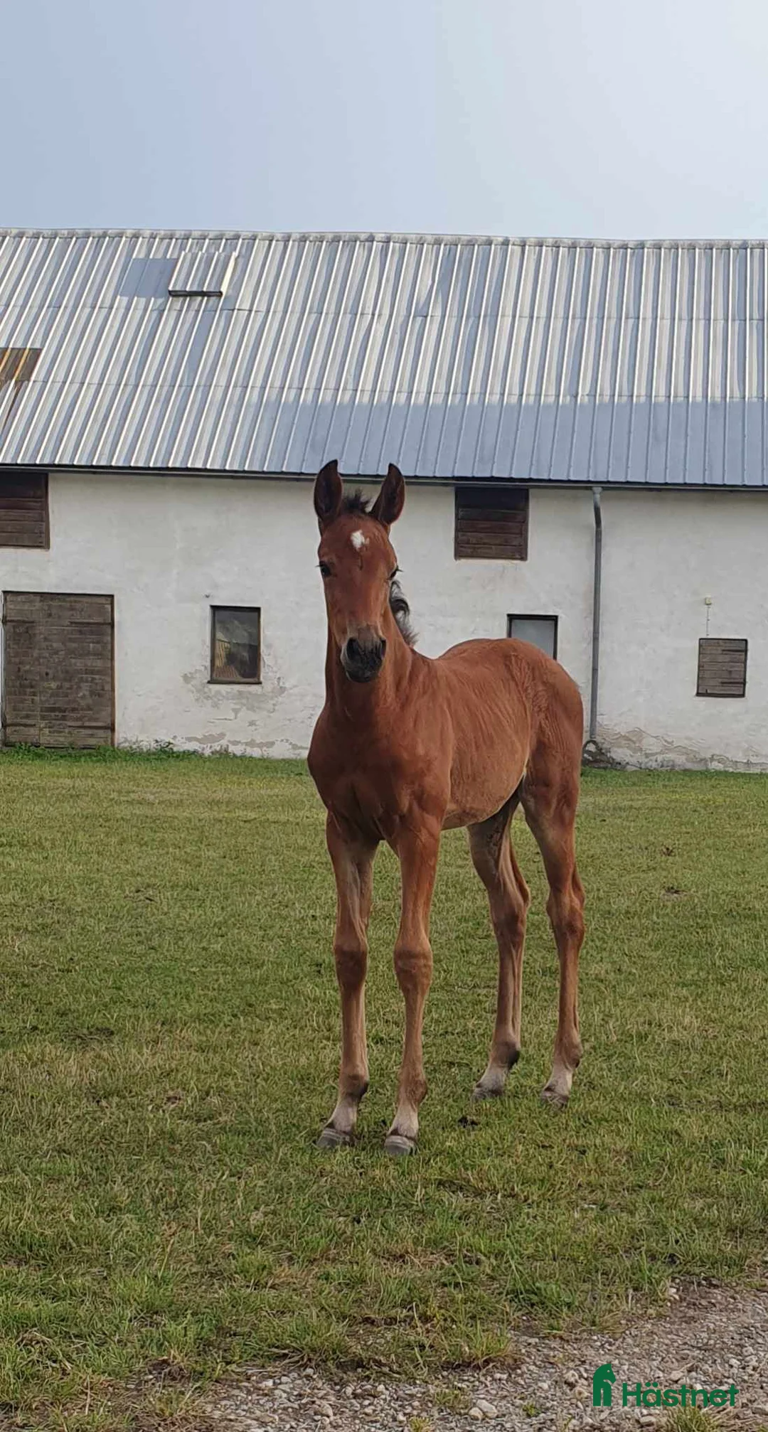 Hoppning hästar till salu: Sto född 2024 i Stånga - Annons 4