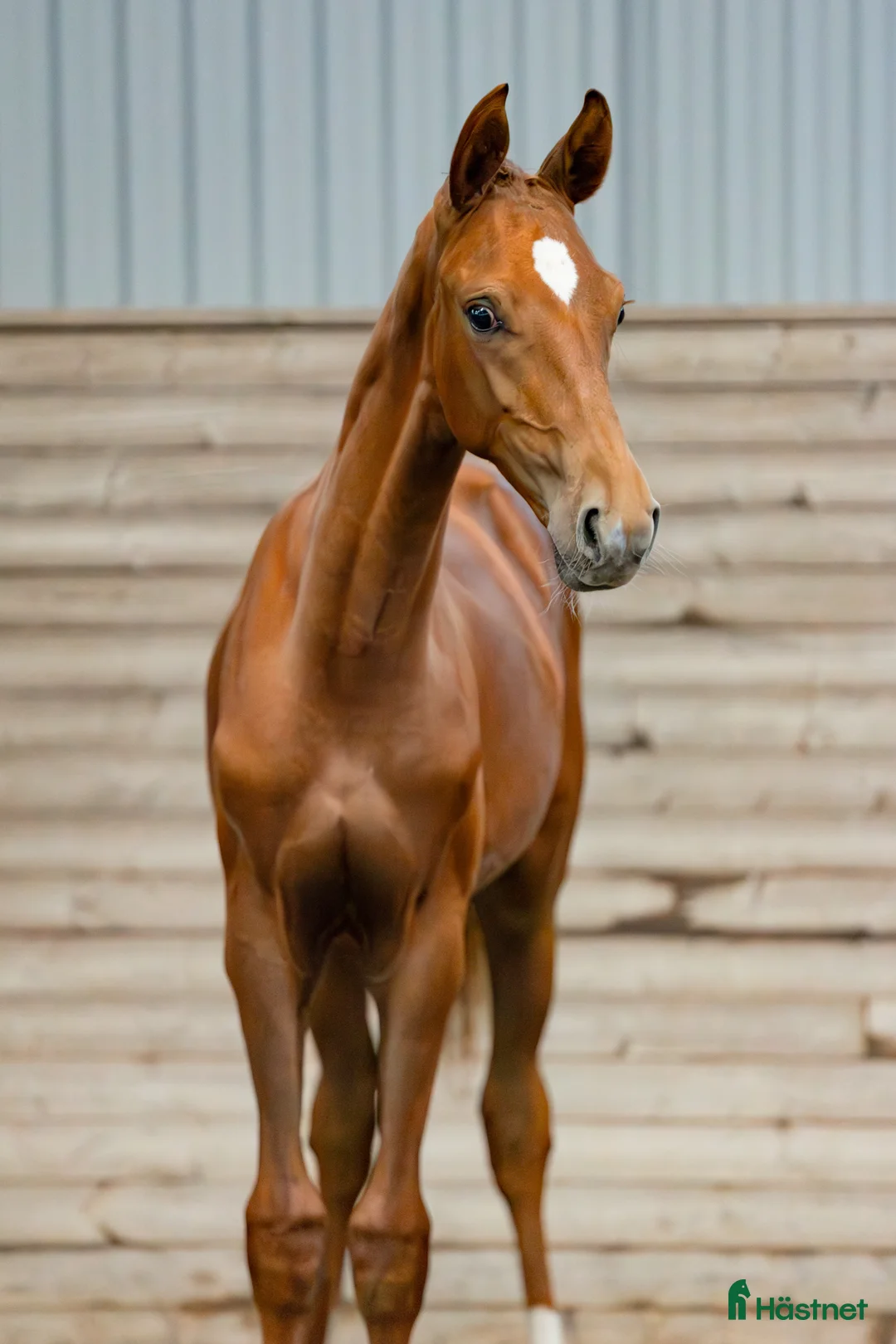 Dressyr hästar till salu: Betrix W  1-årig hingst med elitstam - Annons 1