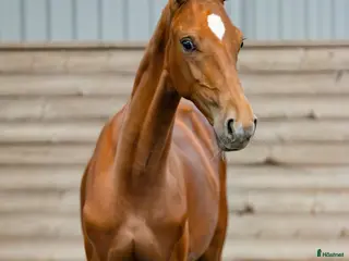 hästar Betrix W 1-årig hingst med elitstam - Annons 1