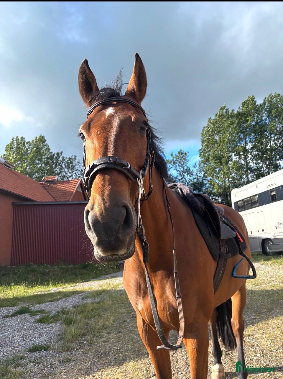  hästar Fin allround häst - Annons 6