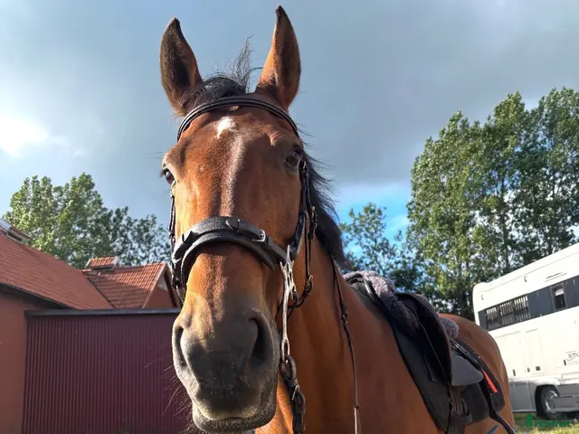 hästar Fin allround häst - Annons 6
