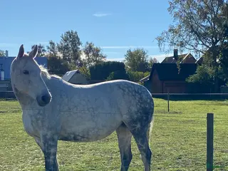 hästar Stoet Ferdinand som Sällskap - Annons 3
