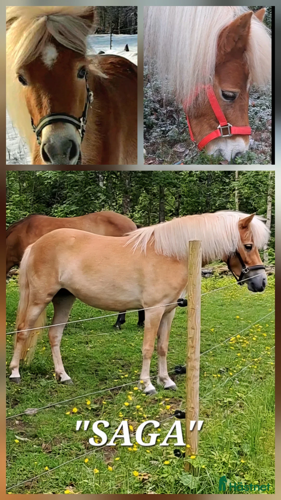 Allround hästar till salu: "SÖTNOS" - Annons 1