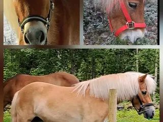 hästar "SÖTNOS" - Annons 8