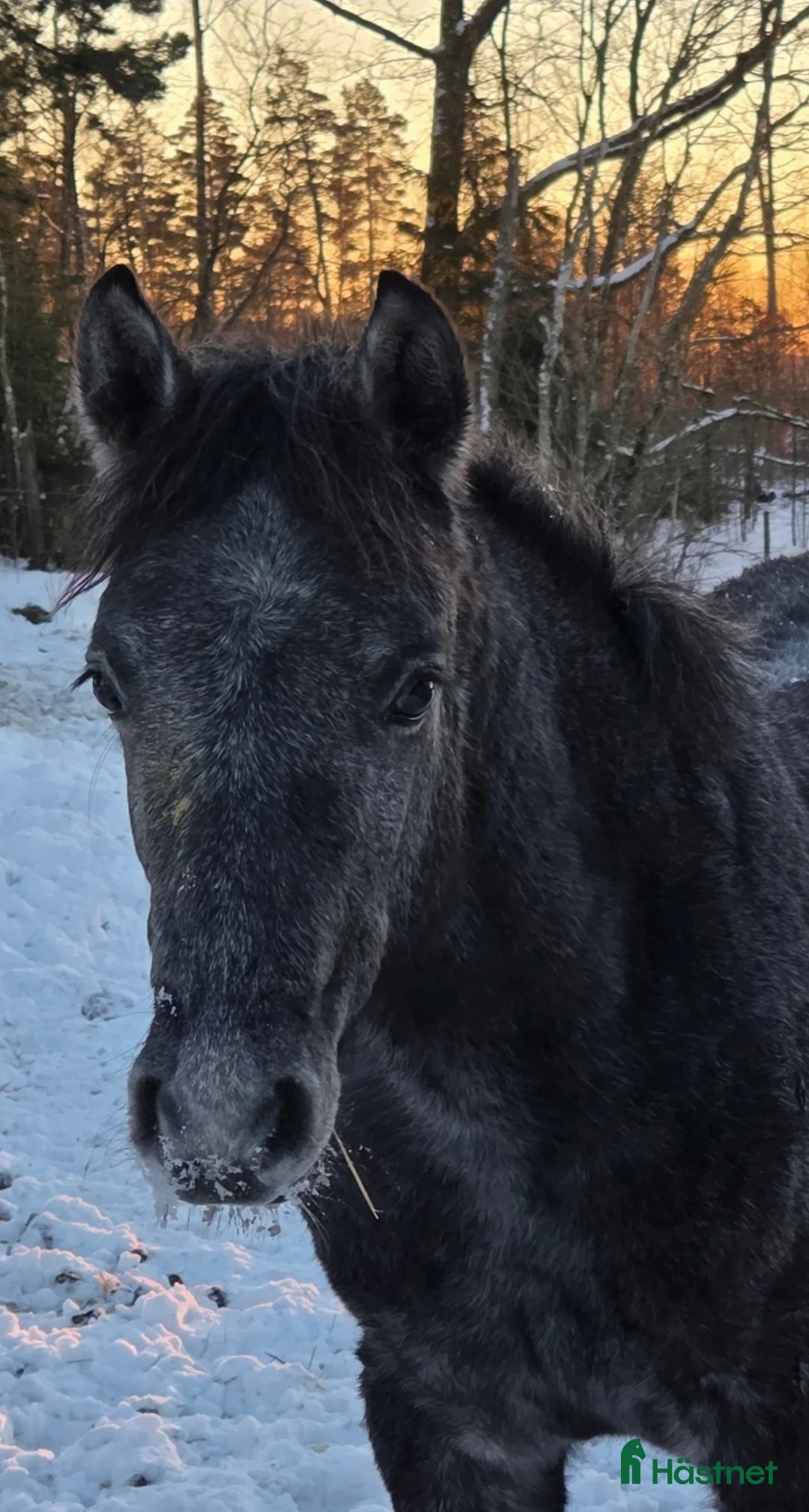Allround hästar till salu: Trevlig svenskfödd Connemarahingst *2025 - Annons 12