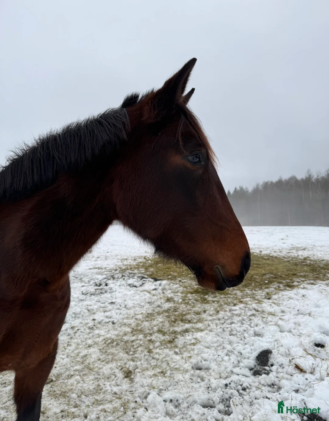  foderhäst finnes: Jättemysigt och personligt sto i Köping - Annons 1