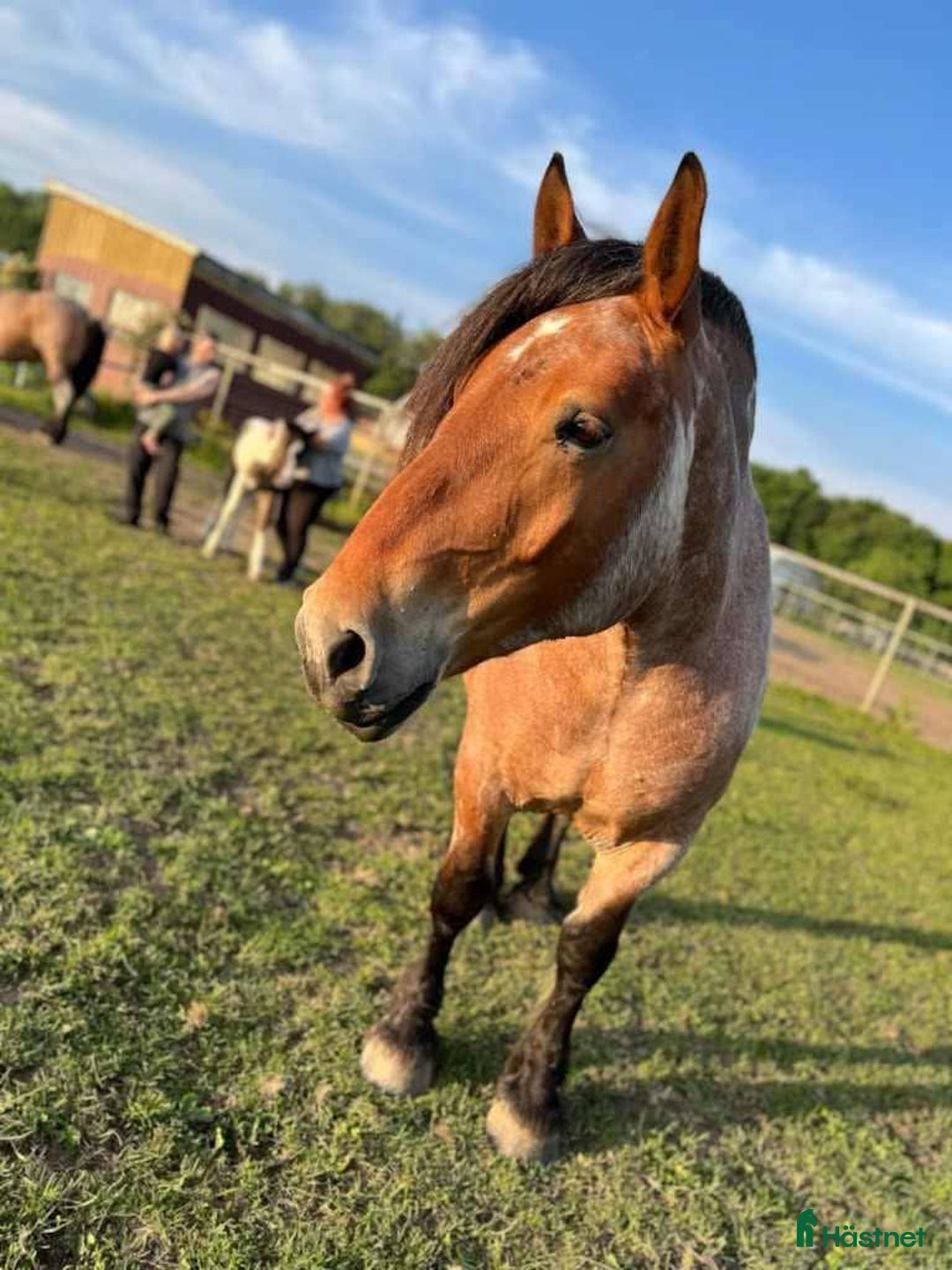 Allround hästar till salu: Ardenner mare i Brösarp - Annons 4