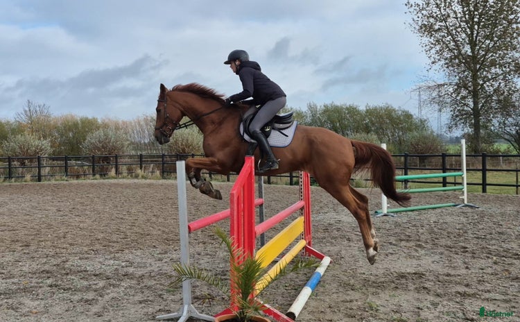  hästar 🚨 Stabil okompl allround valack 🚨 i Dösjebro - Annons 7