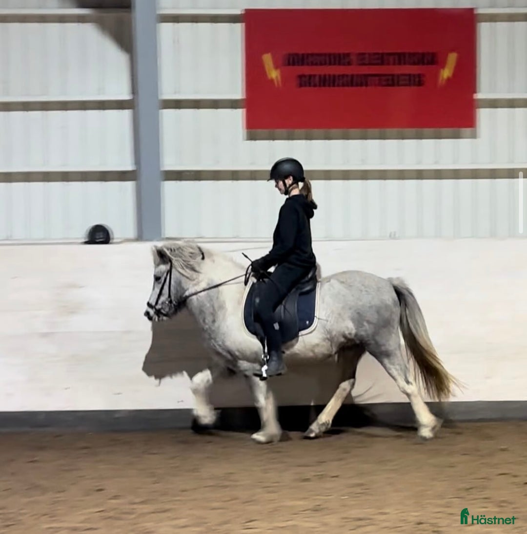 Island hästar till salu: Jara Från Jakobdalsgård i Riddarhyttan - Annons 2