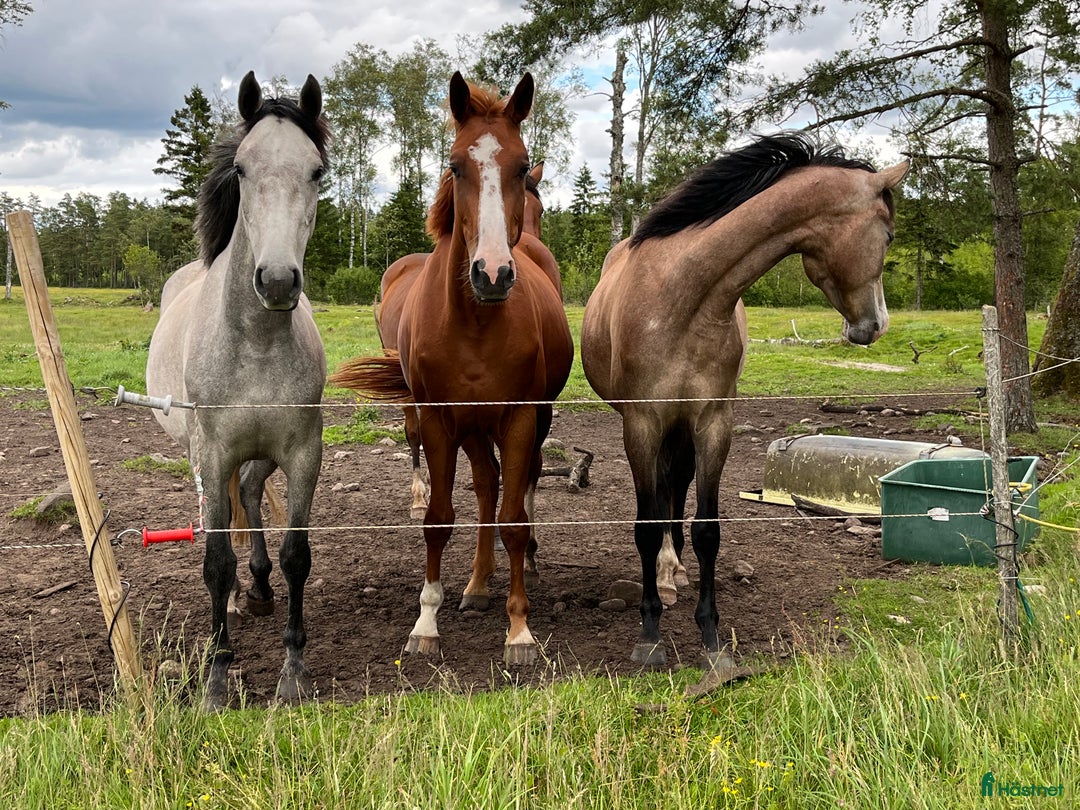 Hoppning hästar till salu: Trevligt inridet hoppsto. i Knäred - Annons 5