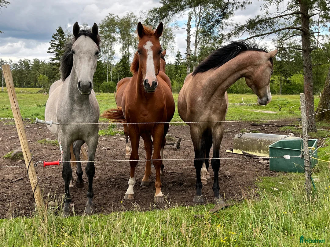 Hoppning hästar till salu: Trevligt inridet hoppsto. i Knäred - Annons 5
