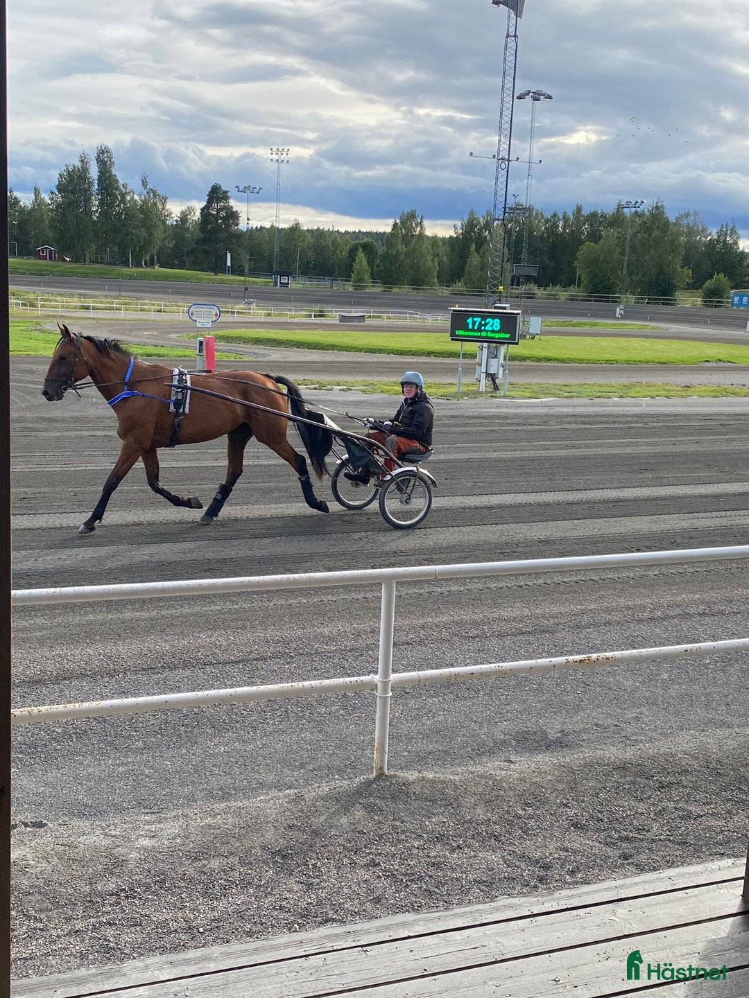 Sällskap hästar till salu: Duke ratzeputz  i Timrå - Annons 7