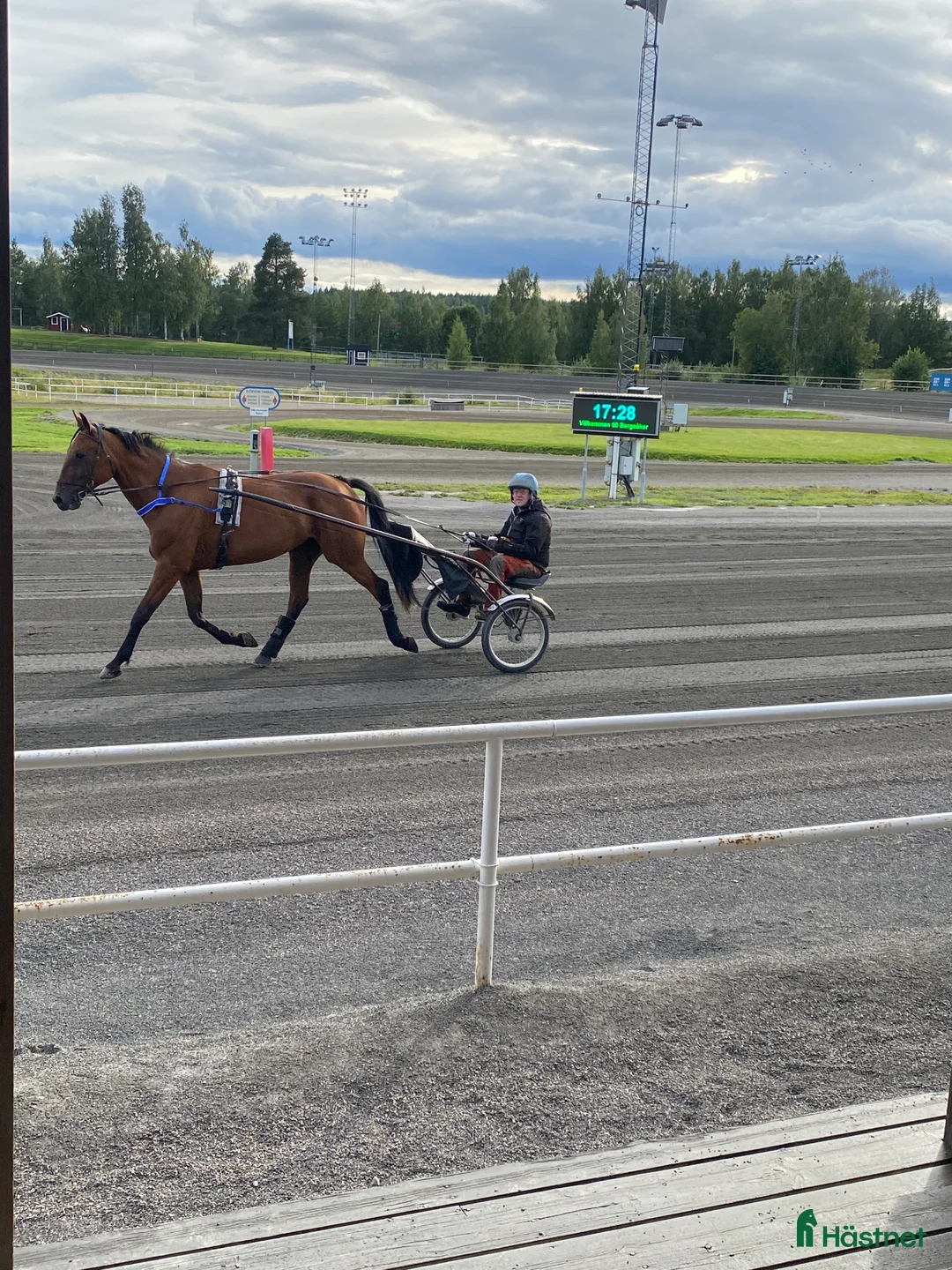 Sällskap hästar till salu: Duke ratzeputz  i Timrå - Annons 7