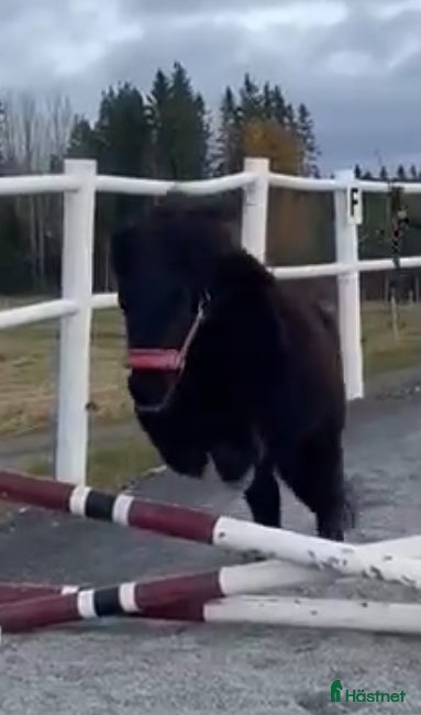  hästar Finaste barnponnyn  - Annons 1