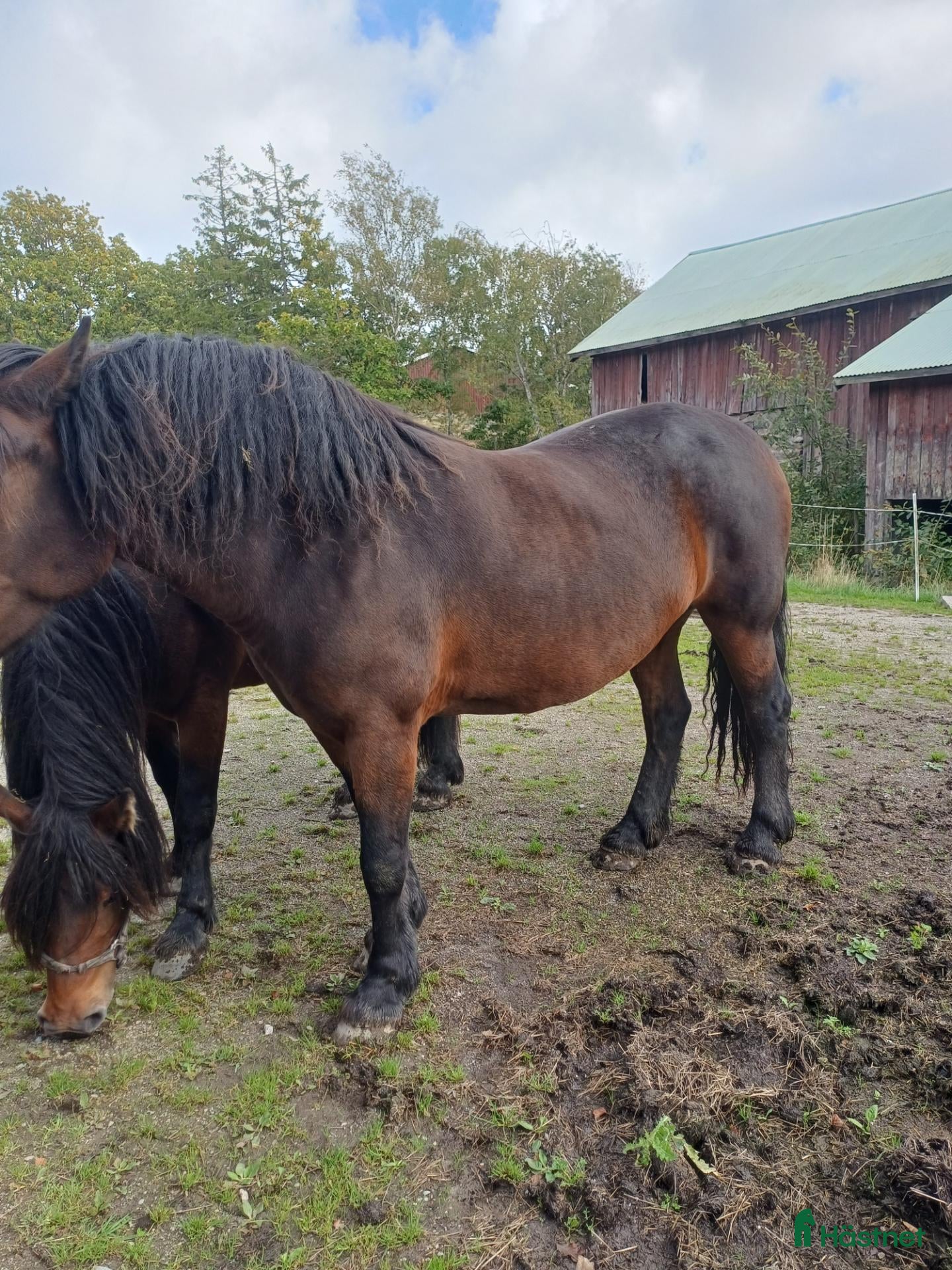 hästar Fint 3 årigt nsv sto - Annons 7