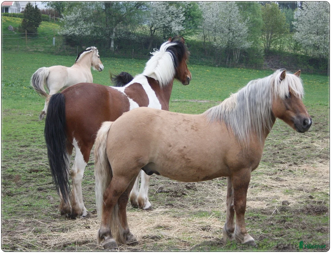  foderhäst finnes: Sommarhästar uthyres - Annons 1