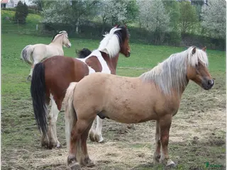 foderhäst Sommarhästar uthyres - Annons 2