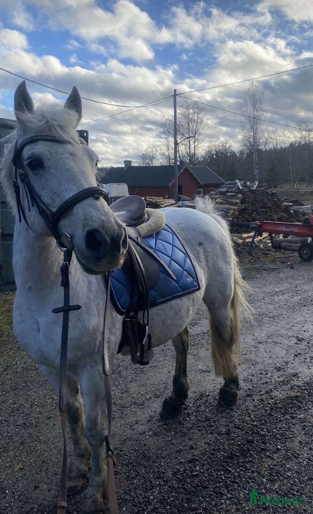 Allround hästar till salu: Allround Connemara ponny i Järna - Annons 7