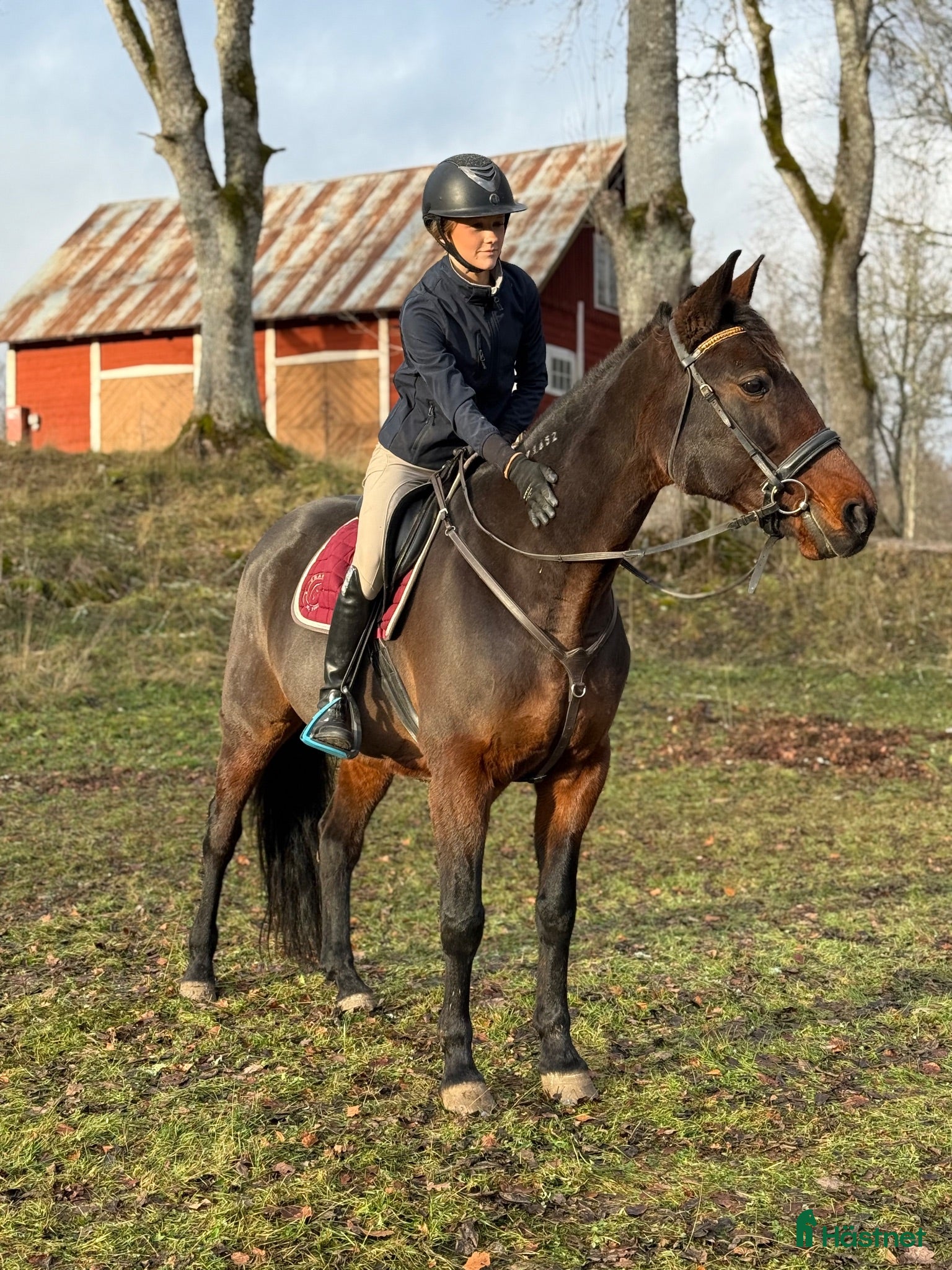  hästar Söker en ny bästa kompis!⭐️ - Annons 1