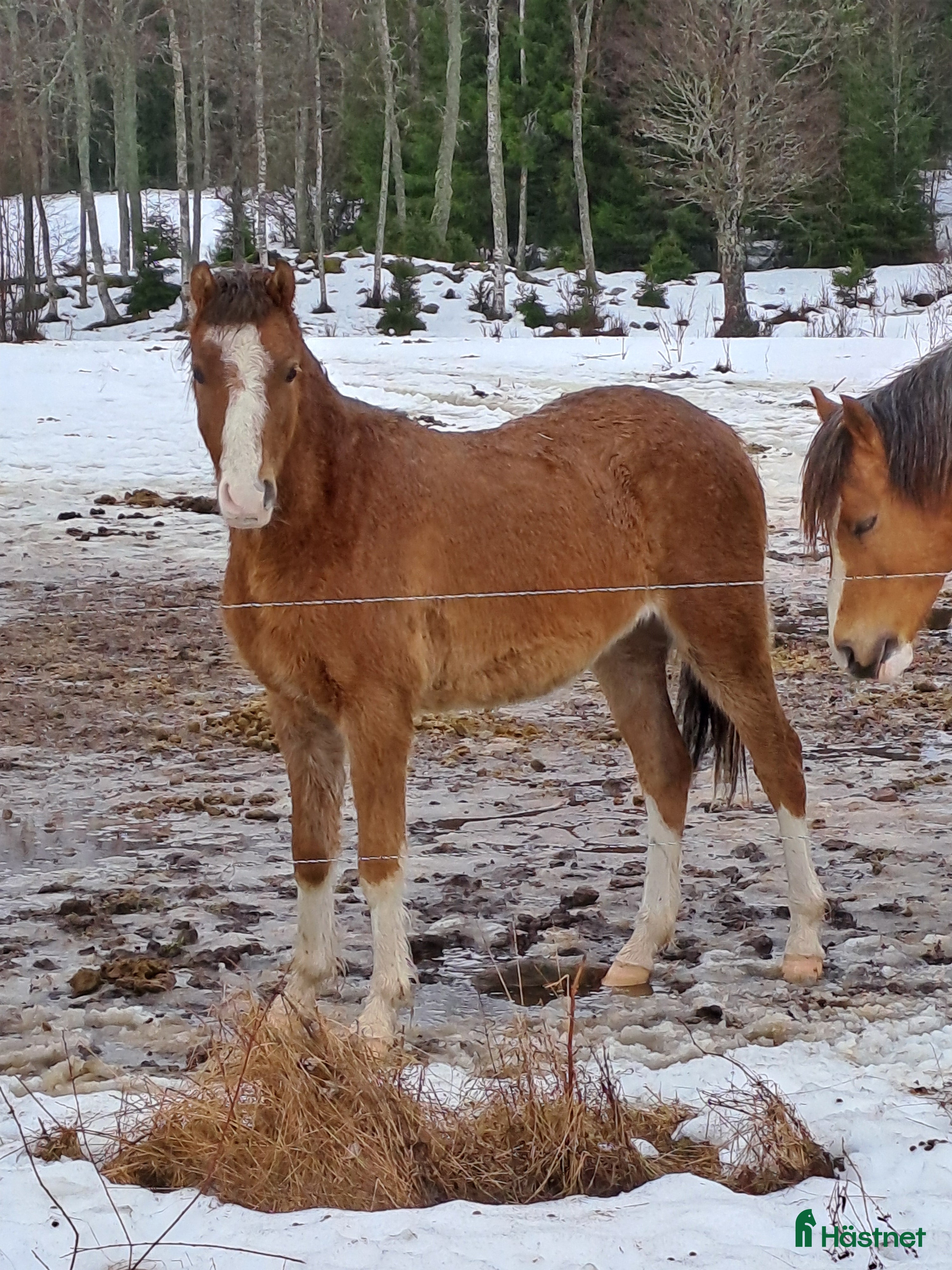  hästar Welsh  - Annons 7