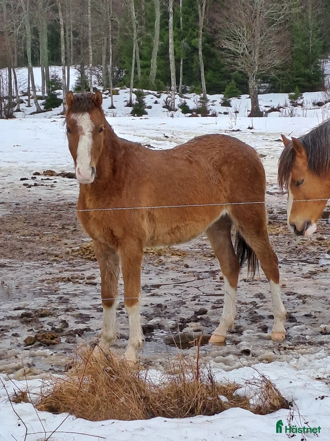 Allround hästar till salu: Welsh  - Annons 1