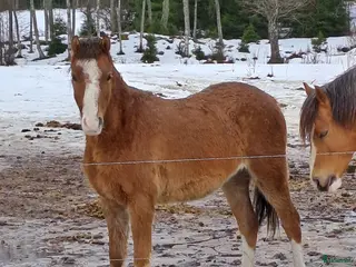 hästar Welsh - Annons 7