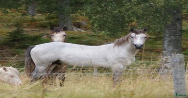  hästar i Söderköping - Annons 9