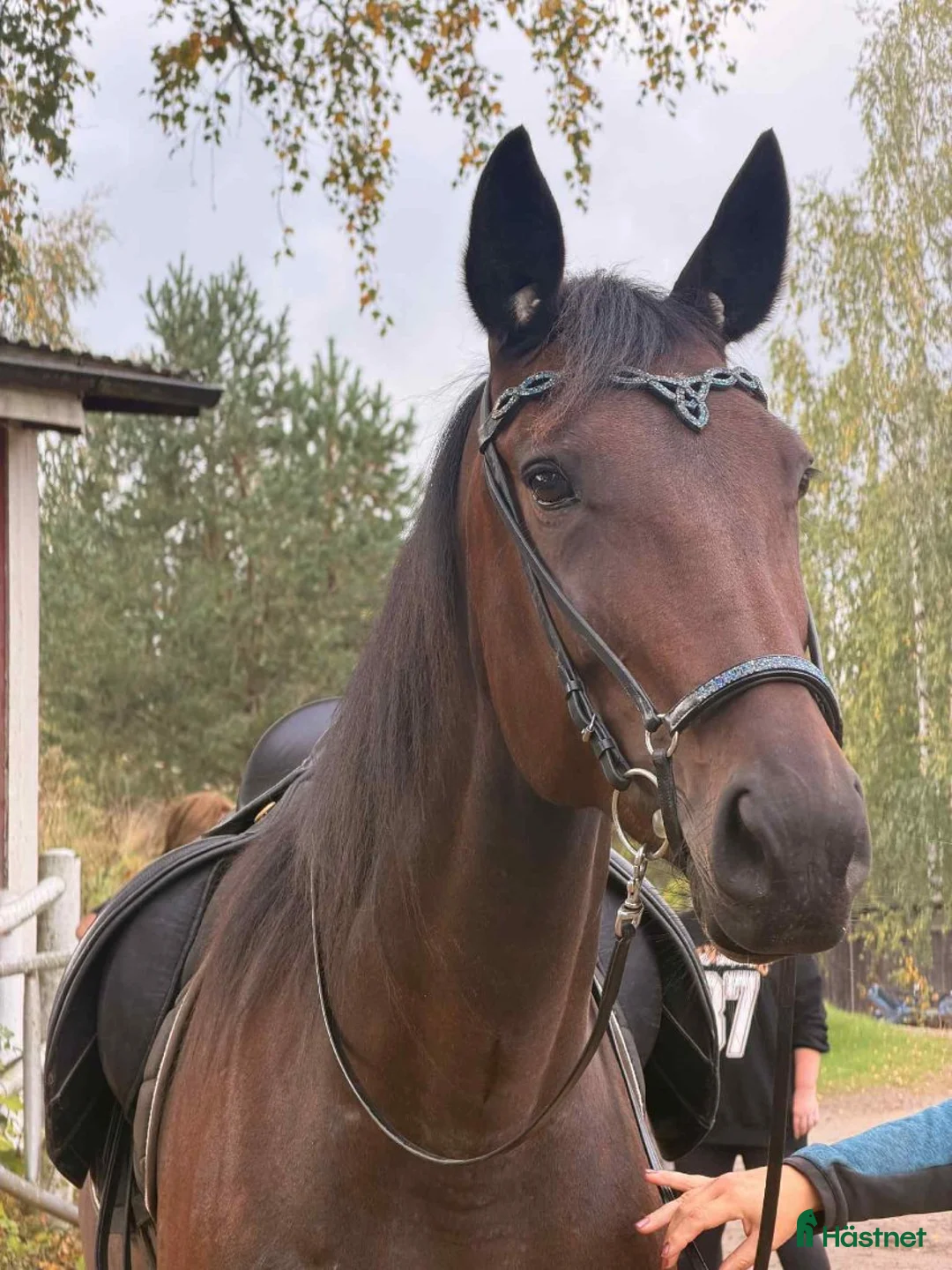 Allround hästar till salu: Varmblodssto 8år i Söderala - Annons 2