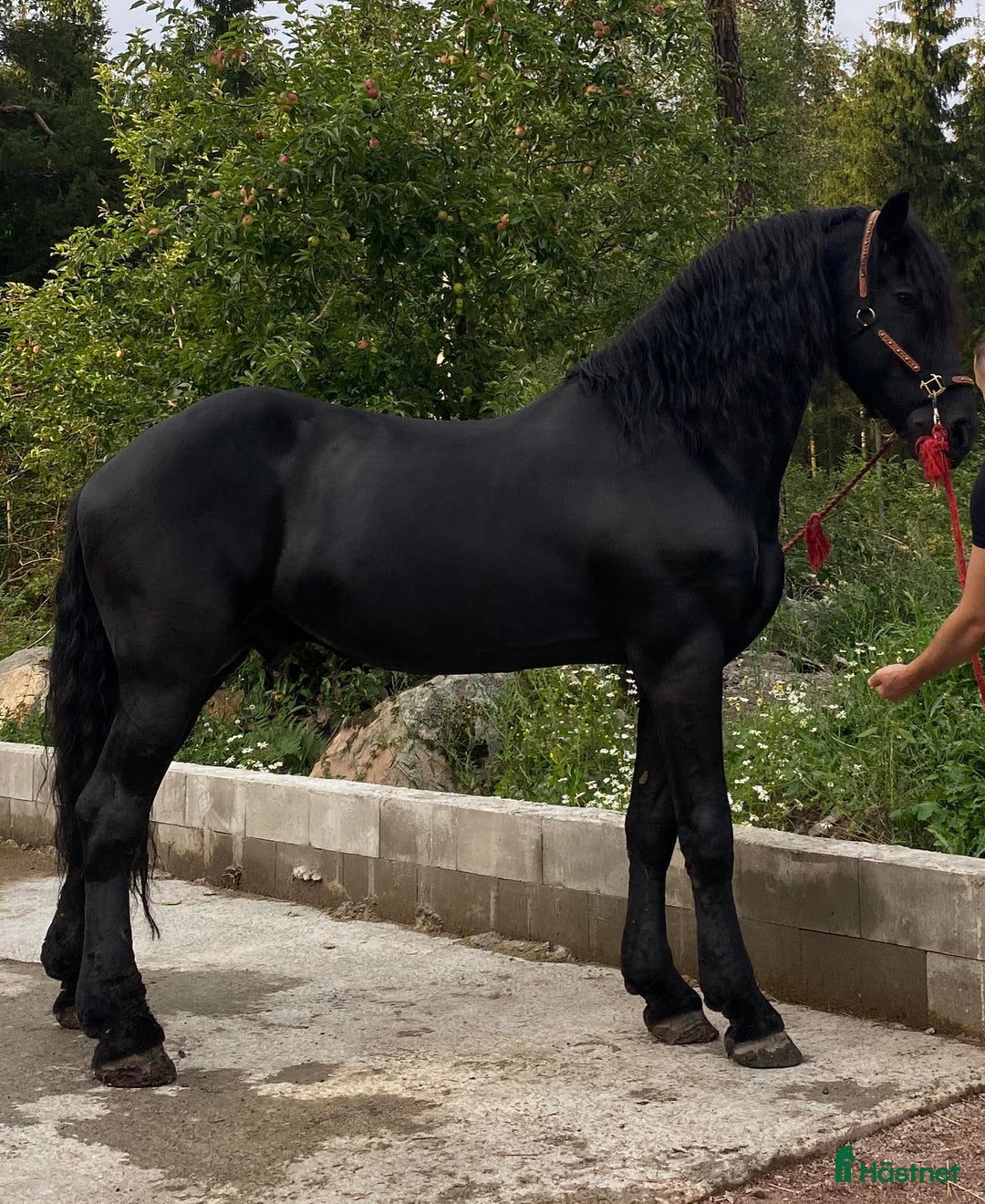  medryttarhäst finnes: Medryttare sökes till frieserhingst - Annons 4