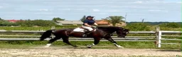 Allround hästar till salu: 6 yo Silesian Gelding–Family & Recreational Horse - Annons 3
