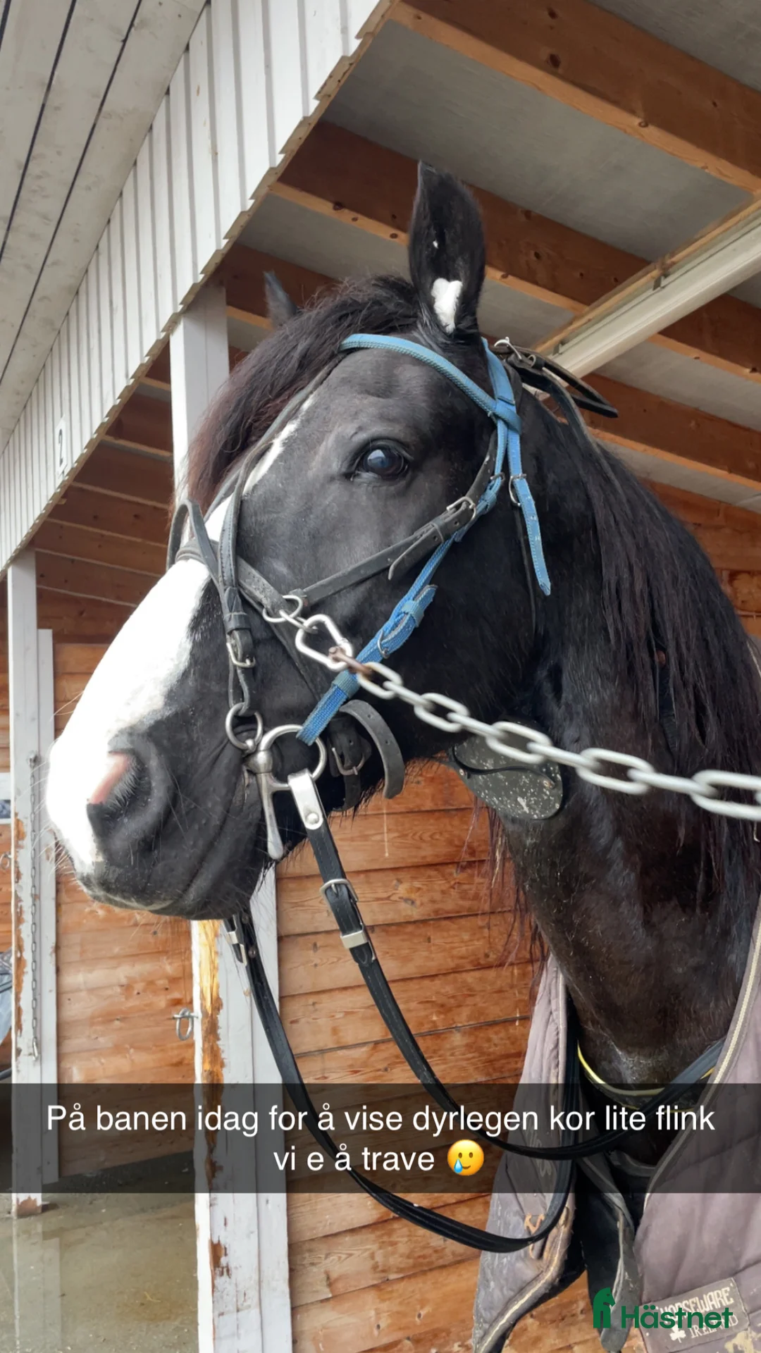 Trav hästar till salu: Kaldblodstraver selges i Harstad - Annons 2