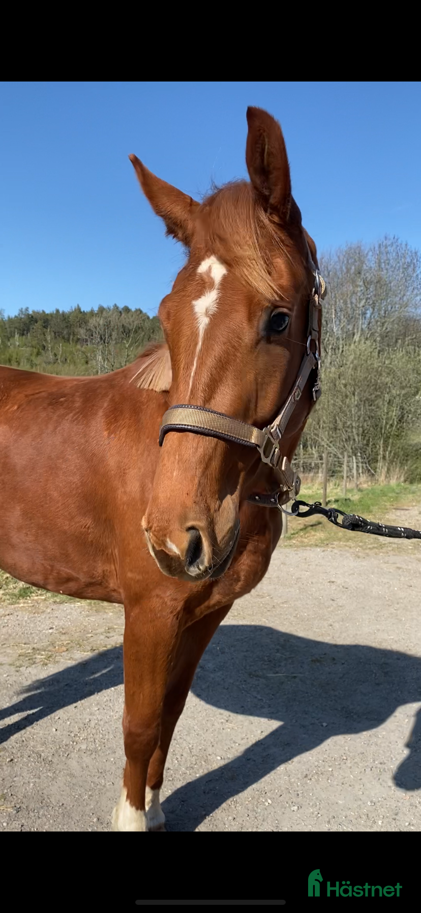  hästar SWB 3 års sto e Vitalis  - Annons 2