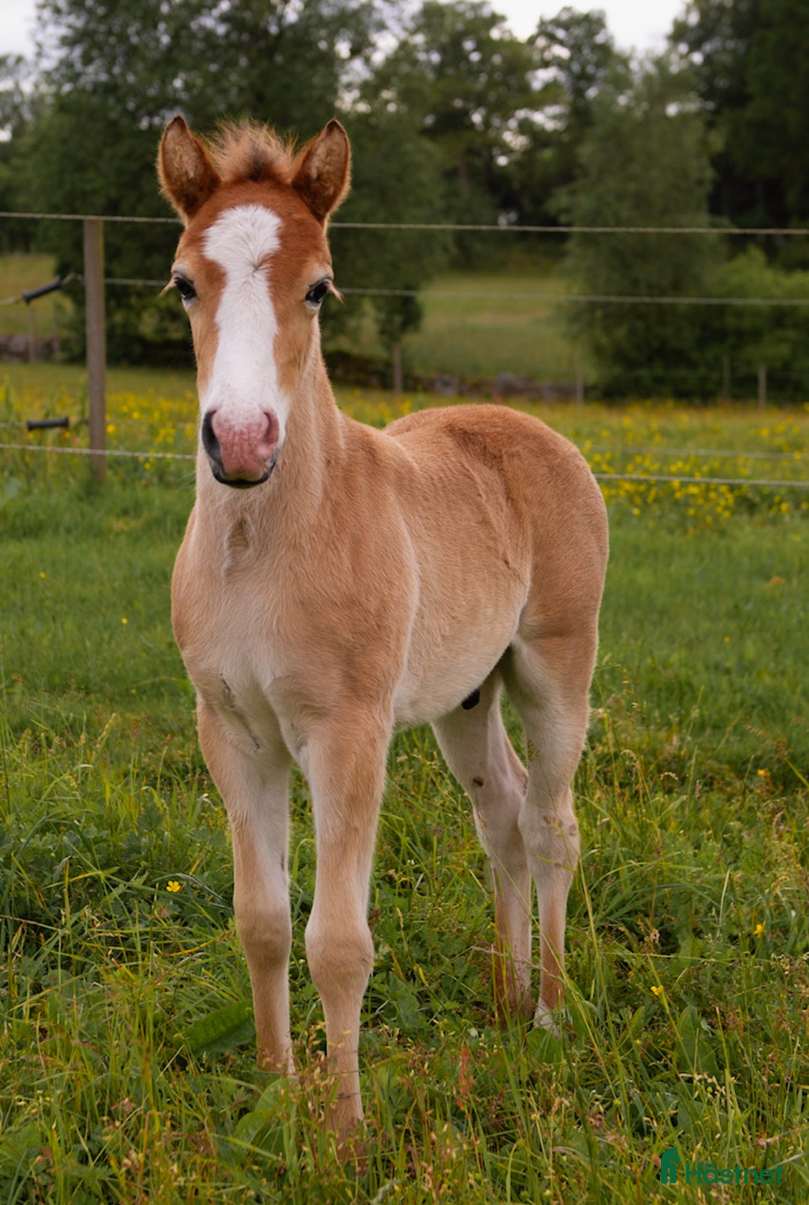  hästar Våran Prins - Annons 1