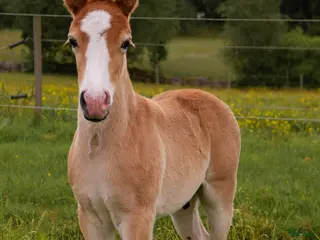 hästar Våran Prins - Annons 1