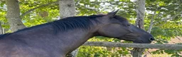 Working Equitation hästar till salu: Vakker PRE vallak etter fantastisk far i Tranby - Annons 2