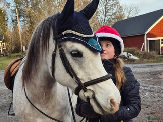 Allround hästar sökes: Ponny sökes i Österbybruk - Annons 1