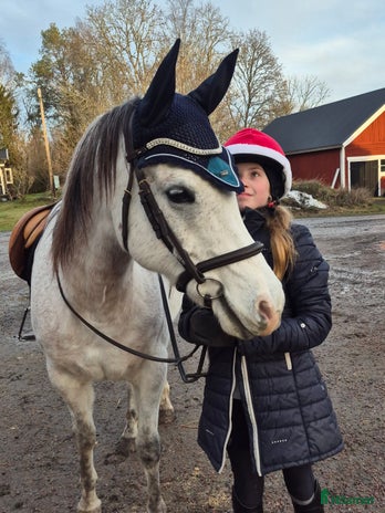 hästar i Österbybruk - Annons 17