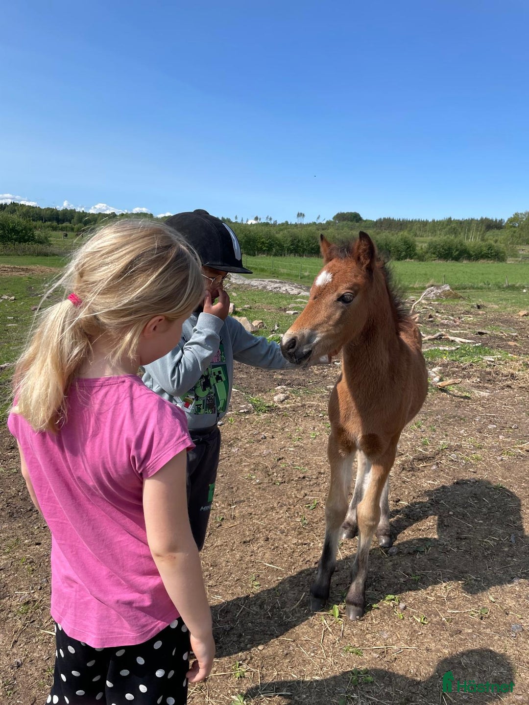 Allround hästar till salu: Rollo söker nya buskumpaner våren 2026 i Falköping - Annons 6