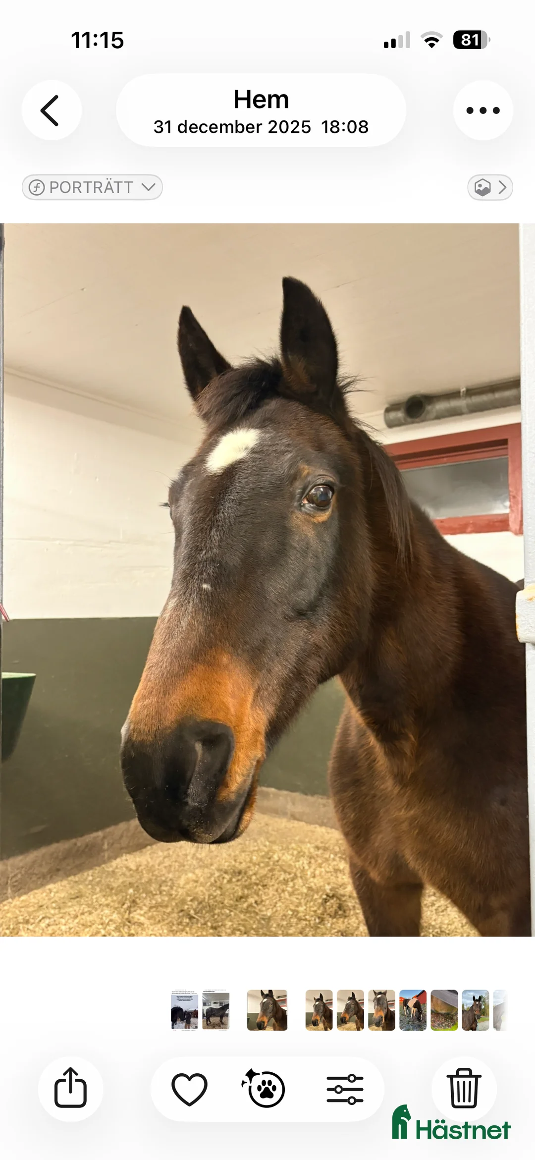 Allround hästar till salu: Hobbyhäst i Näsviken - Annons 1