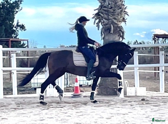  hästar Ridbar sällskapshäst - Annons 3