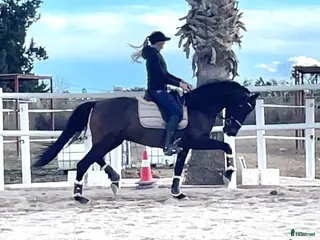 hästar Ridbar sällskapshäst - Annons 3