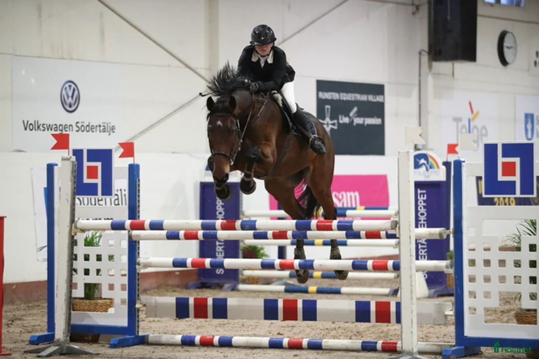 Hoppning hästar till salu: Fin hopphäst med stor kapacitet - Annons 5