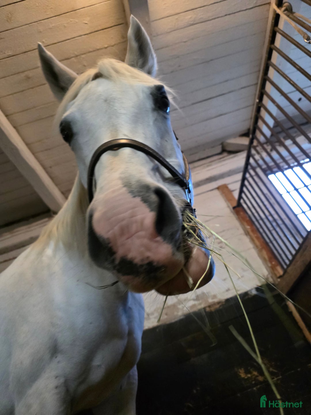  medryttarhäst finnes: Betalande medryttare sökes i Norrköping  i Kimstad - Annons 2