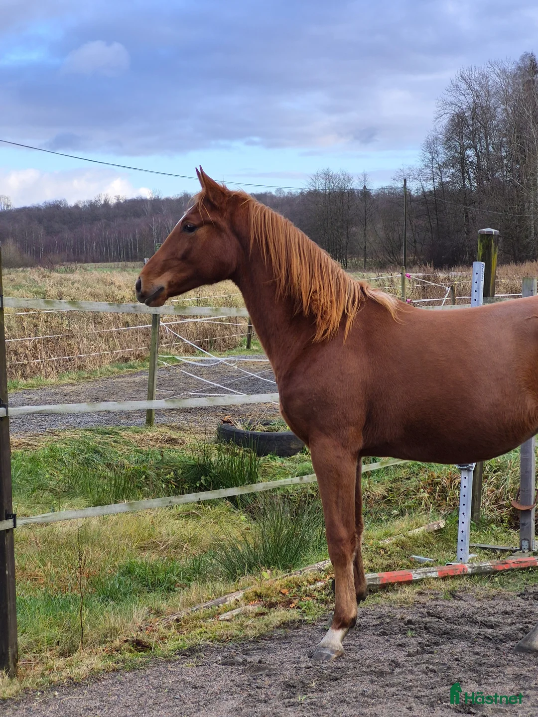 Hoppning hästar till salu: Hoppsto f.24 - Annons 2