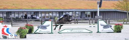 Hoppning hästar till salu: Danish Champion for 6-year-old horses! 🏆  - Annons 3